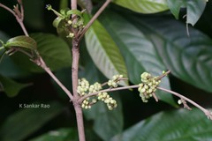 Lasiococca comberi